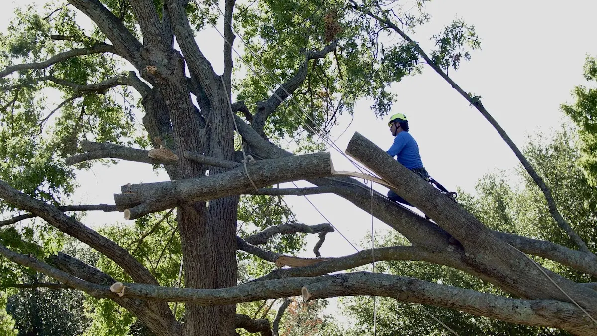 Professional Hazardous Tree Removal performed by certified arborists in Bejou