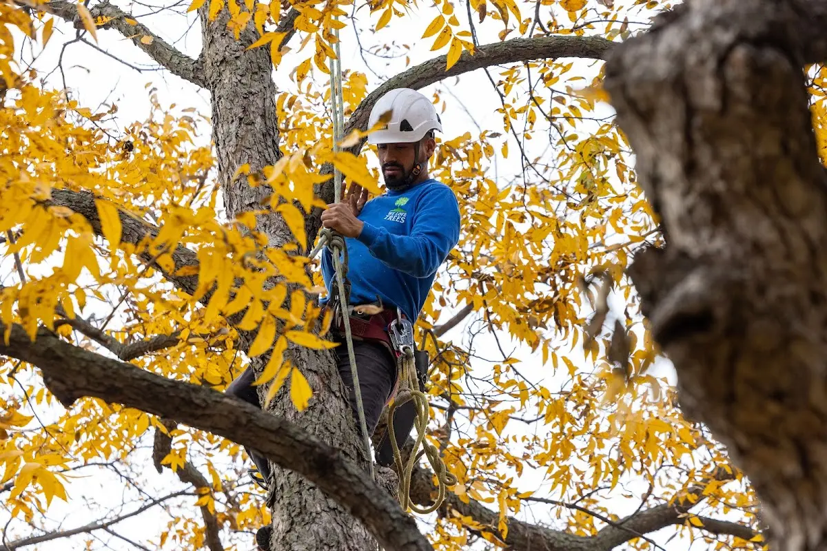 Skilled Tree Transplanting crew working in Bejou