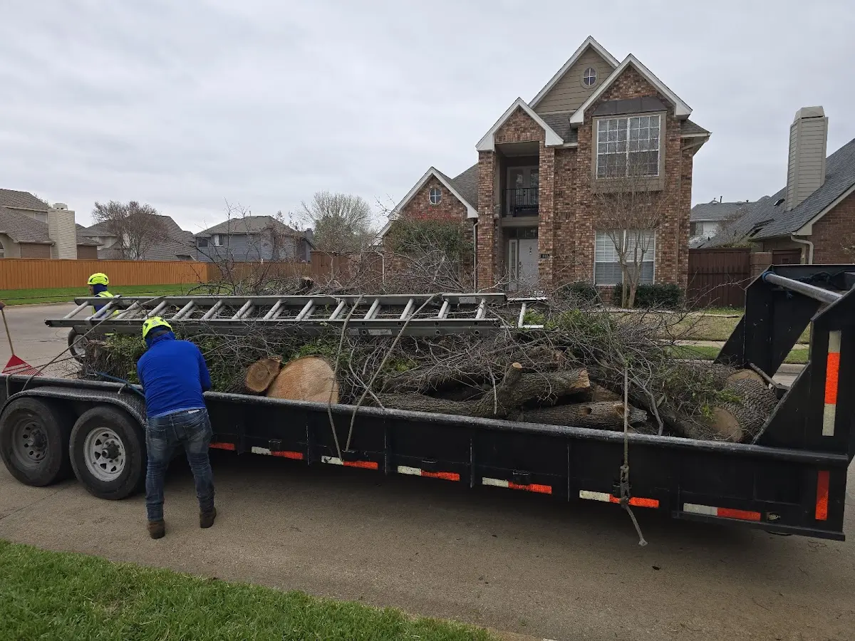 Expert Tree Removal with proper safety equipment in Bejou